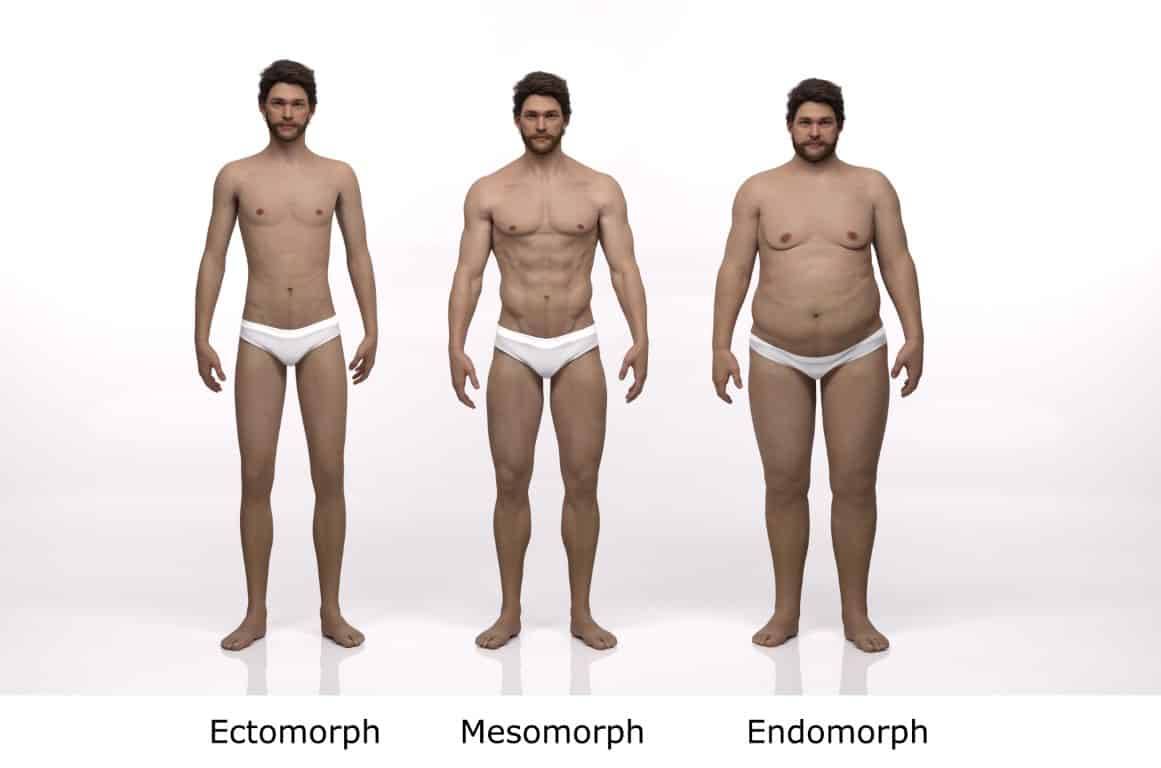 Ectomorphe morphologie